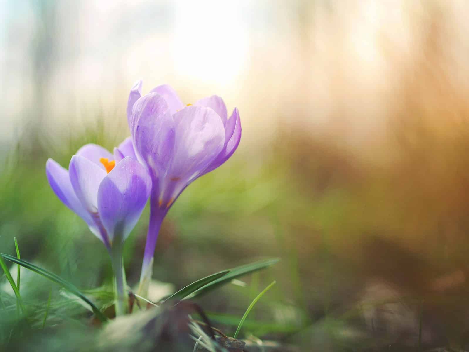 Photo by Aaron Burden close-up photo of purple petaled flower